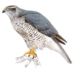 Accipiter gentilis - Ilustração