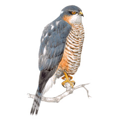 Accipiter nisus - Ilustração