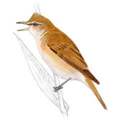 Acrocephalus arundinaceus - Ilustração