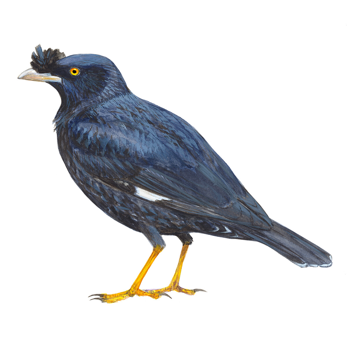 Acridotheres cristatellus - Ilustração