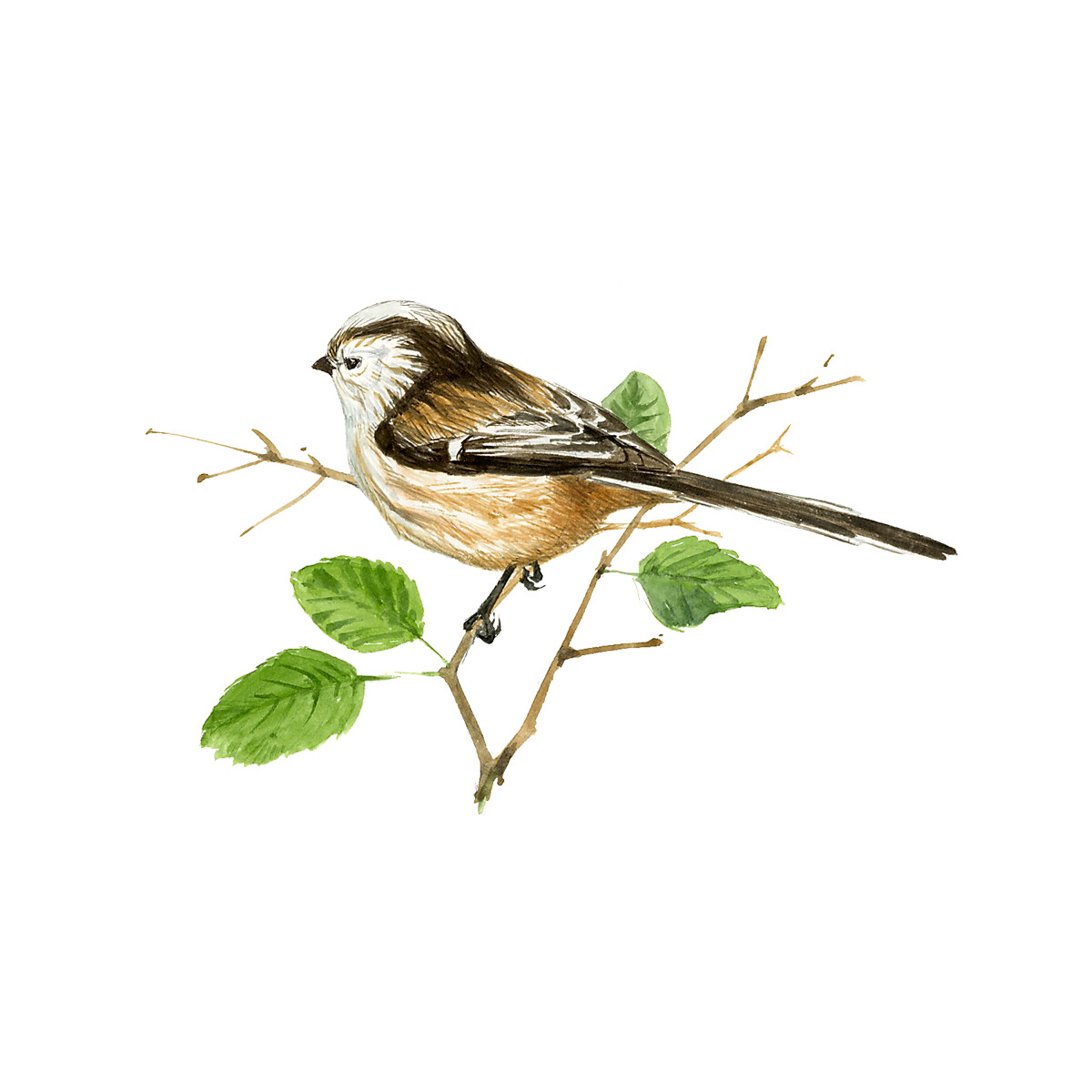 Aegithalos caudatus - Ilustração