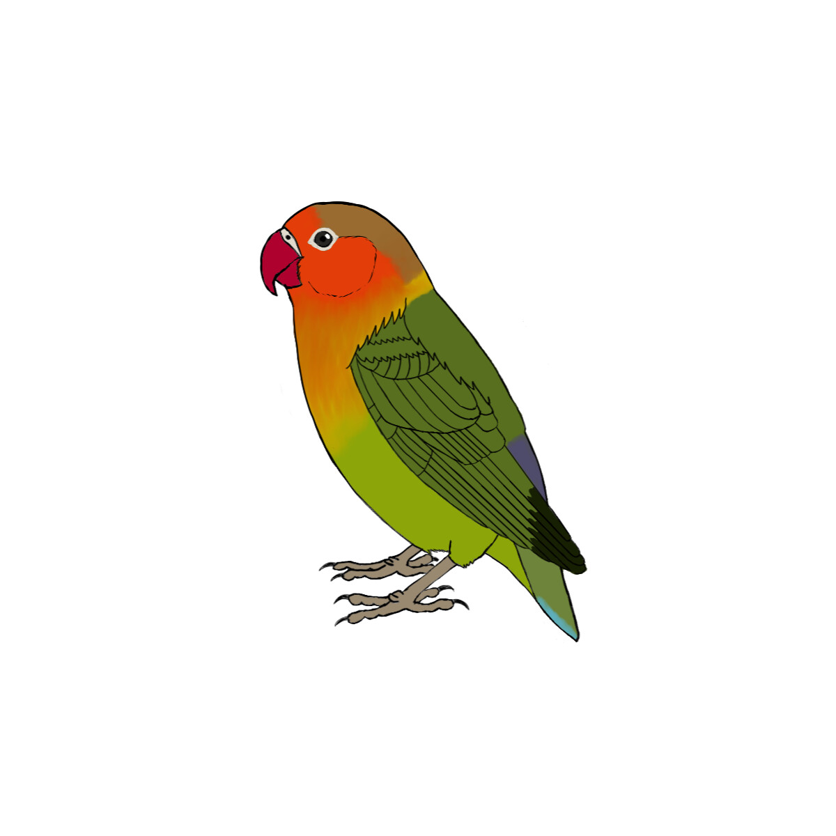 Agapornis fischeri - Ilustração