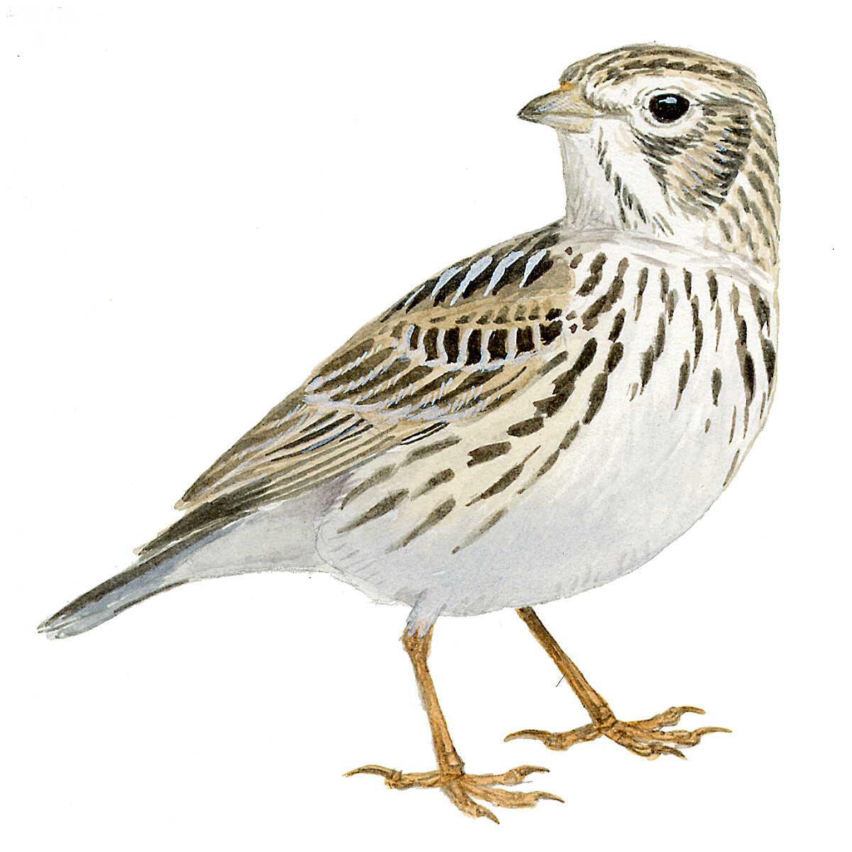 Alaudala rufescens - Ilustração