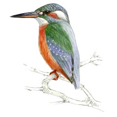 Alcedo atthis - Ilustração