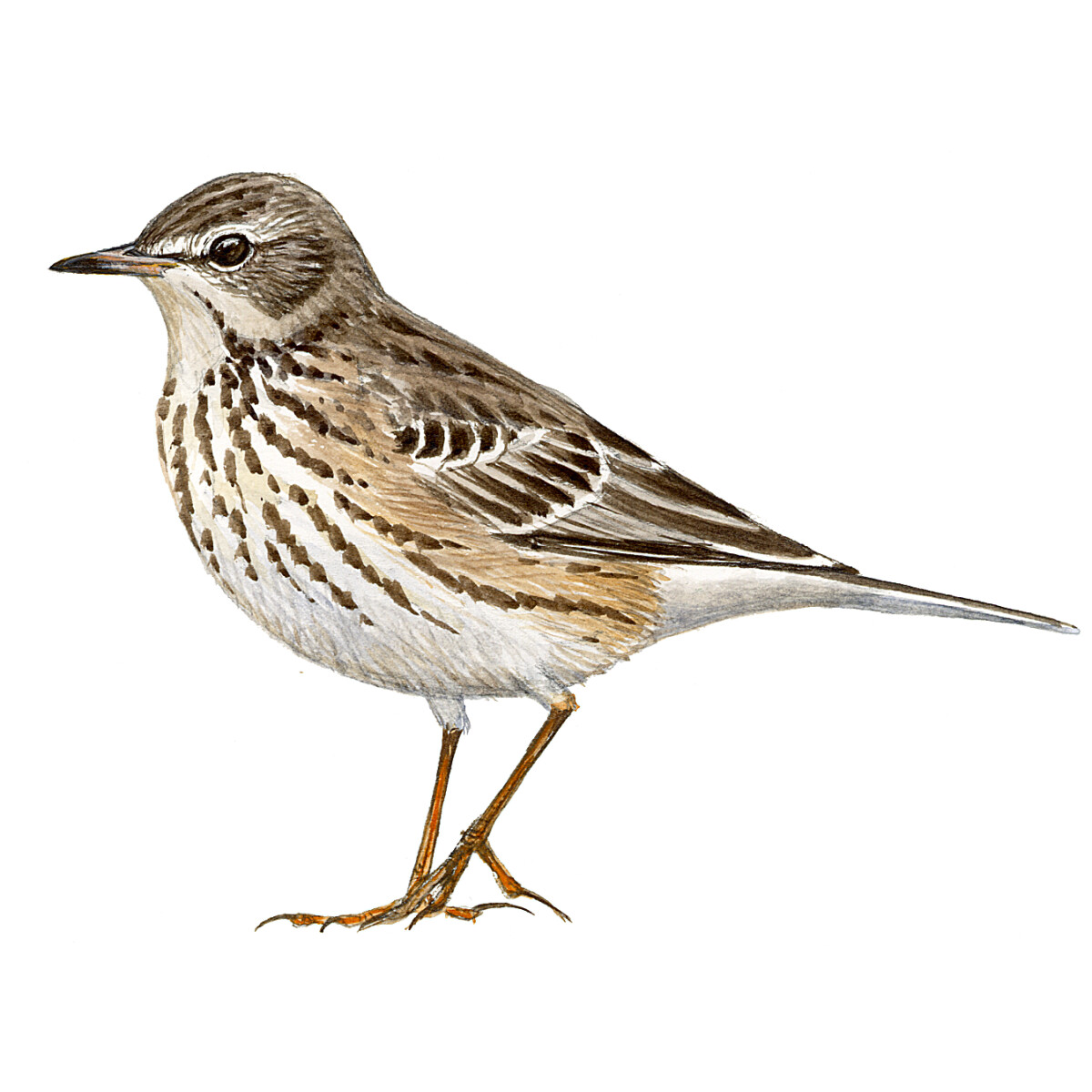 Anthus spinoletta - Ilustração