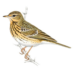 Anthus trivialis - Ilustração