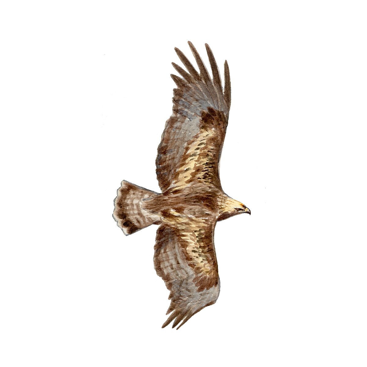 Aquila chrysaetos - Ilustração