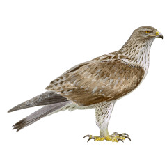 Aquila fasciata - Ilustração