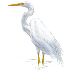 Ardea alba - Ilustração