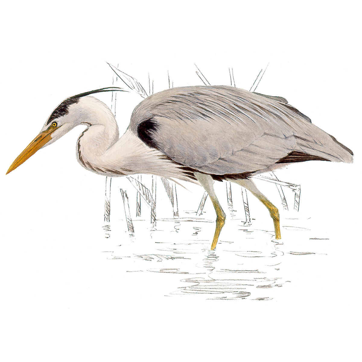 Ardea cinerea - Ilustração