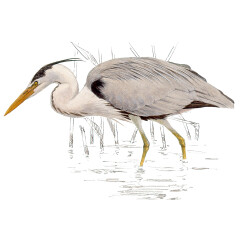 Ardea cinerea - Ilustração