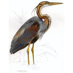 Ardea purpurea - Ilustração