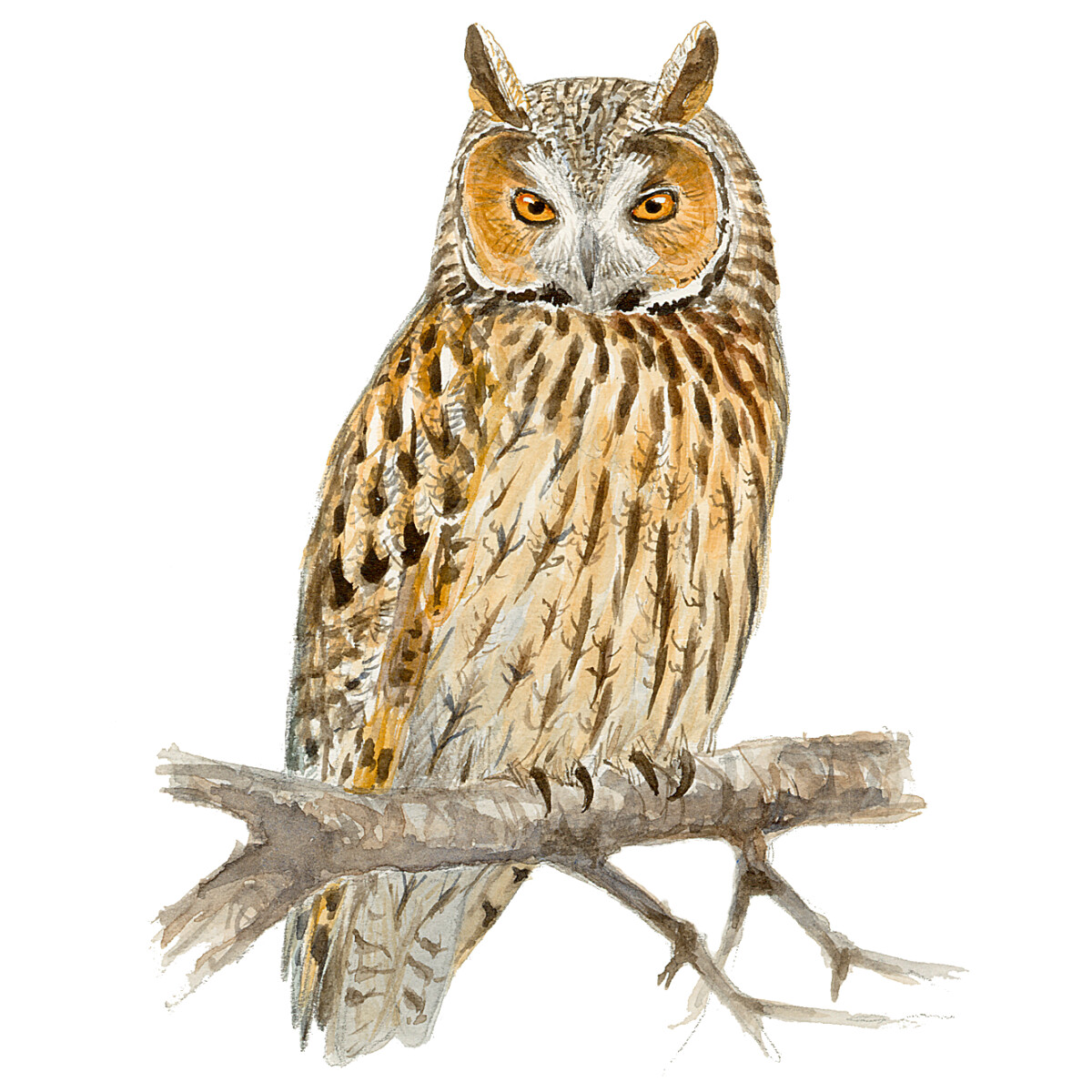 Asio otus - Ilustração
