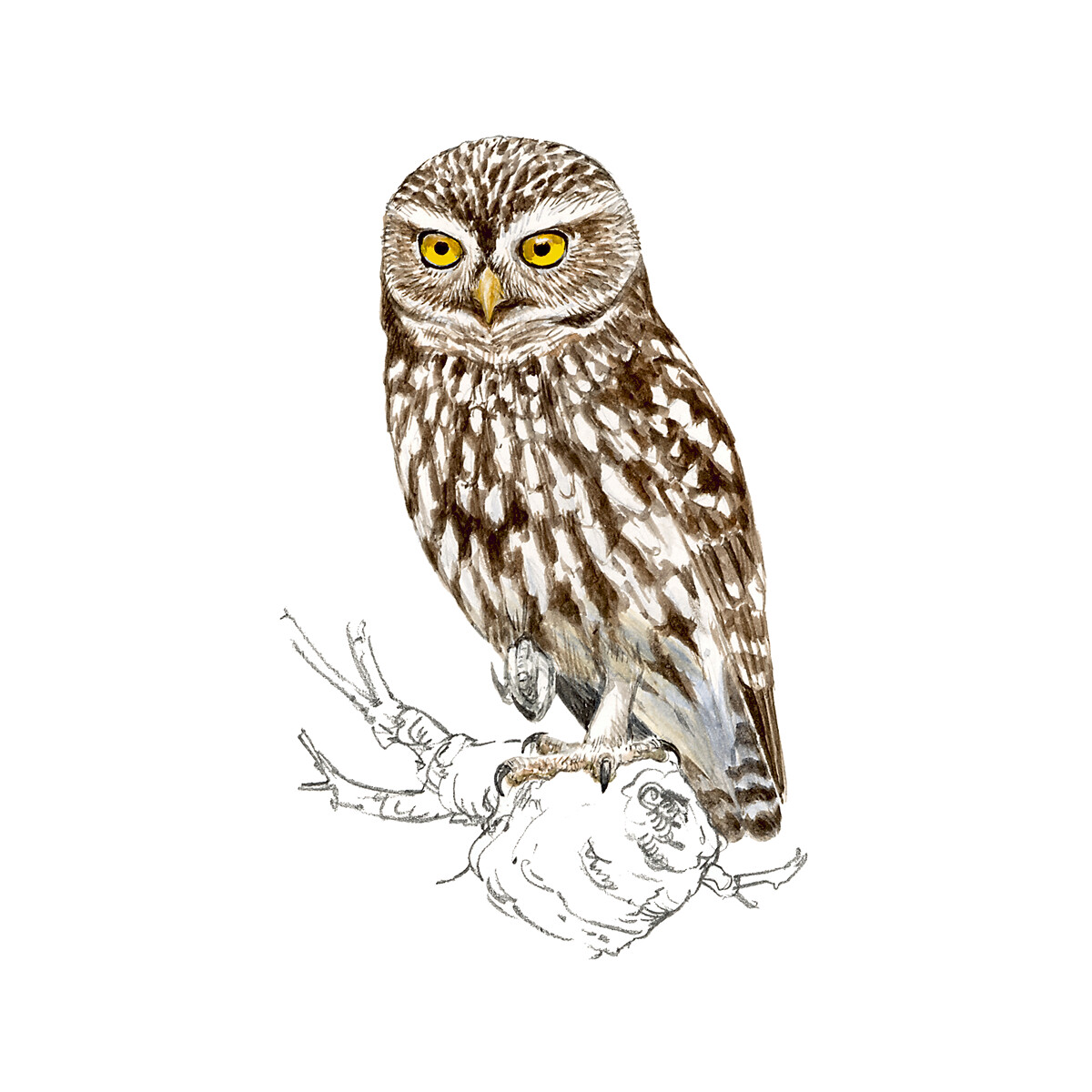 Athene noctua - Ilustração
