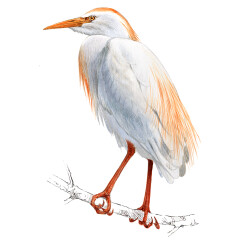 Bubulcus ibis - Ilustração