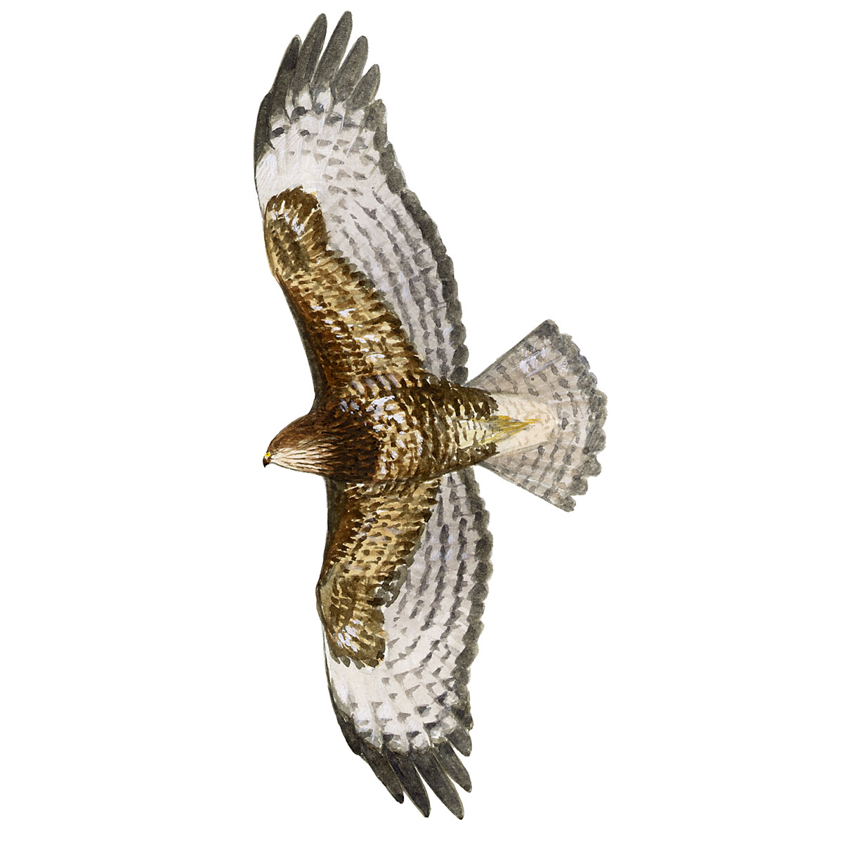 Buteo buteo - Ilustração