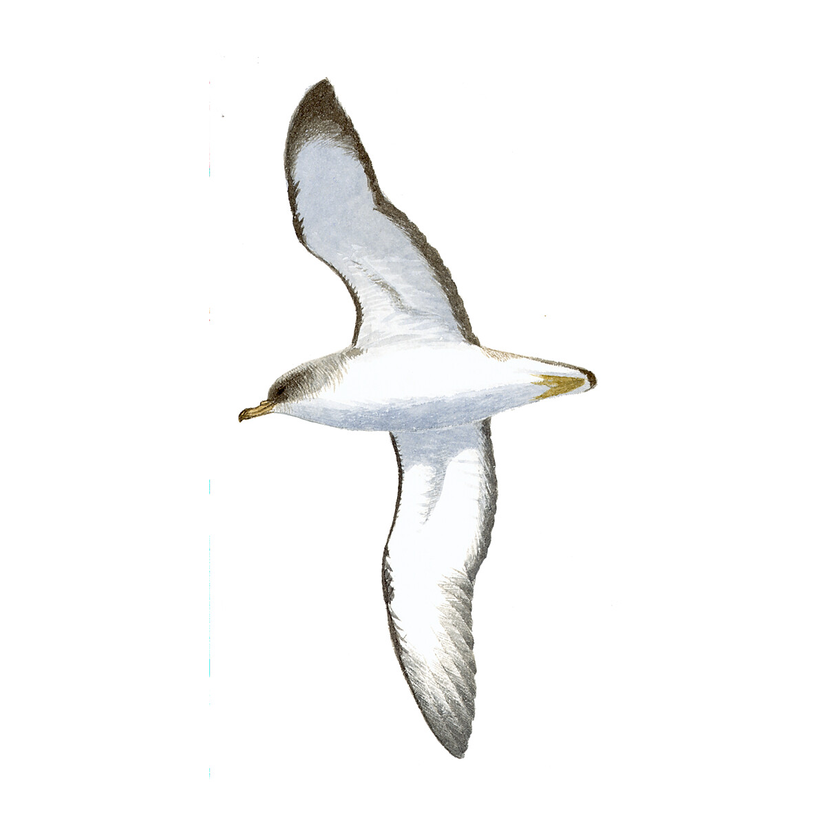 Calonectris borealis - Ilustração