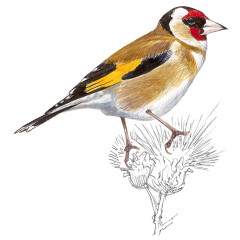 Carduelis carduelis - Ilustração