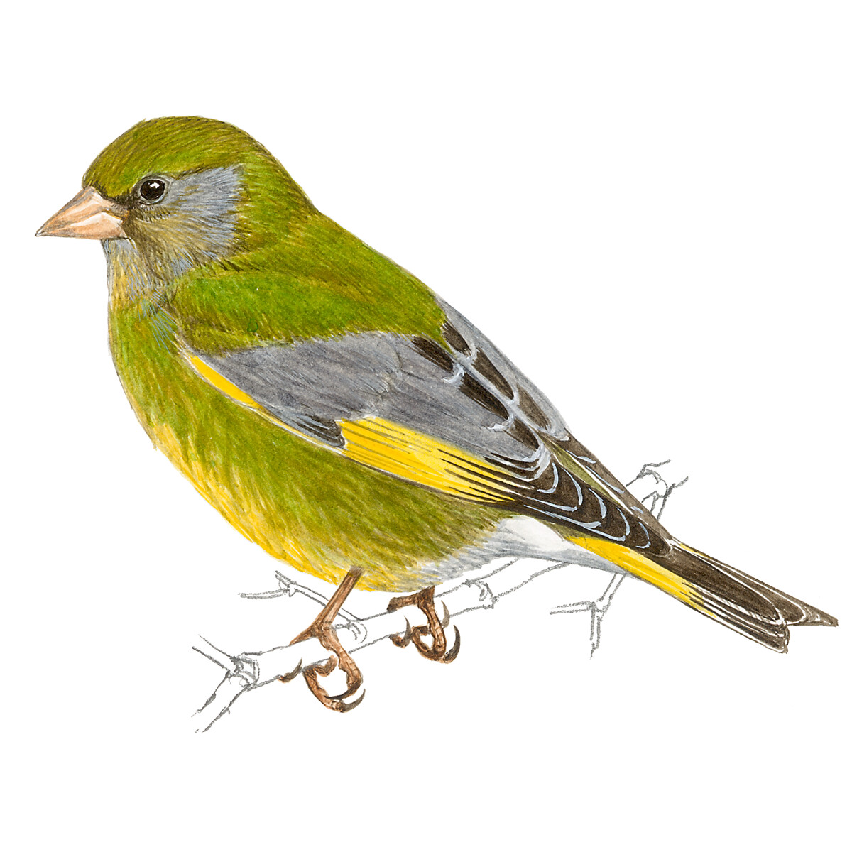 Chloris chloris - Ilustração
