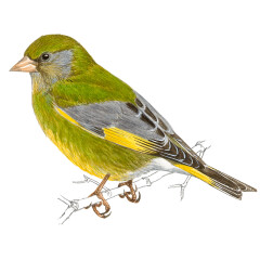 Chloris chloris - Ilustração