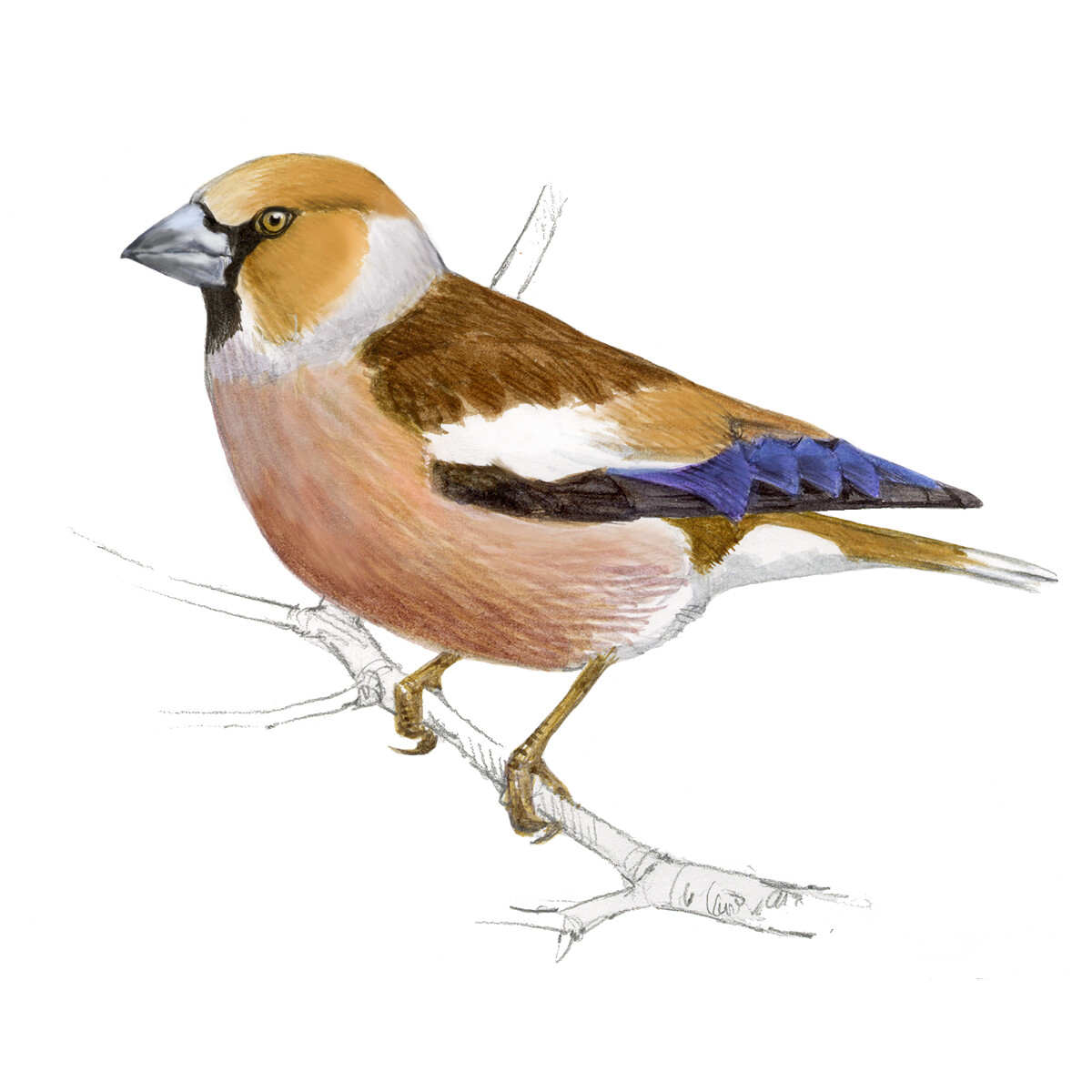 Coccothraustes coccothraustes - Ilustração