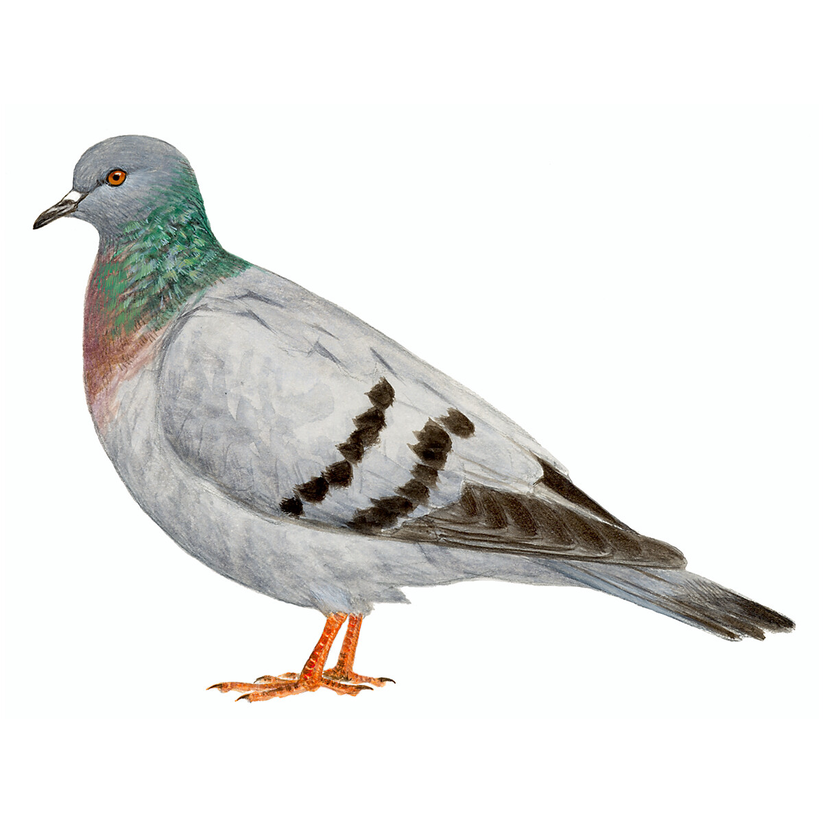 Columba livia - Ilustração