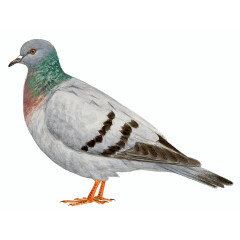 Columba livia - Ilustração