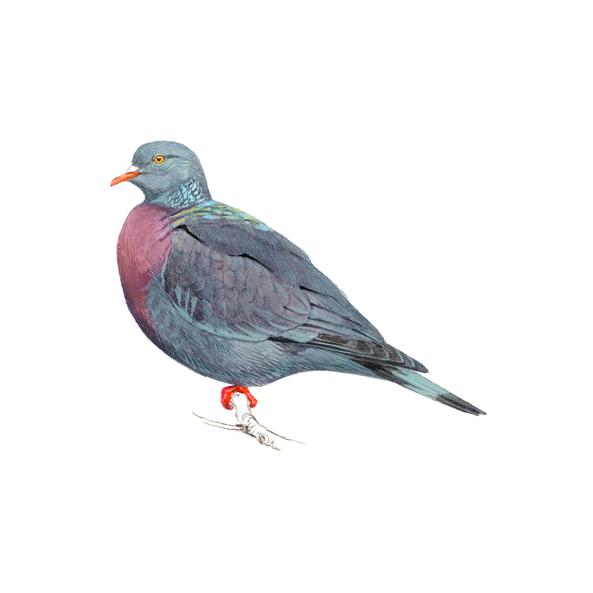 Columba trocaz - Ilustração