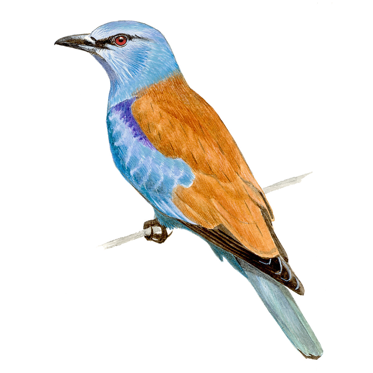 Coracias garrulus - Ilustração