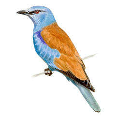 Coracias garrulus - Ilustração