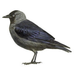 Corvus monedula - Ilustração