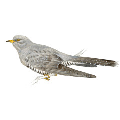 Cuculus canorus - Ilustração