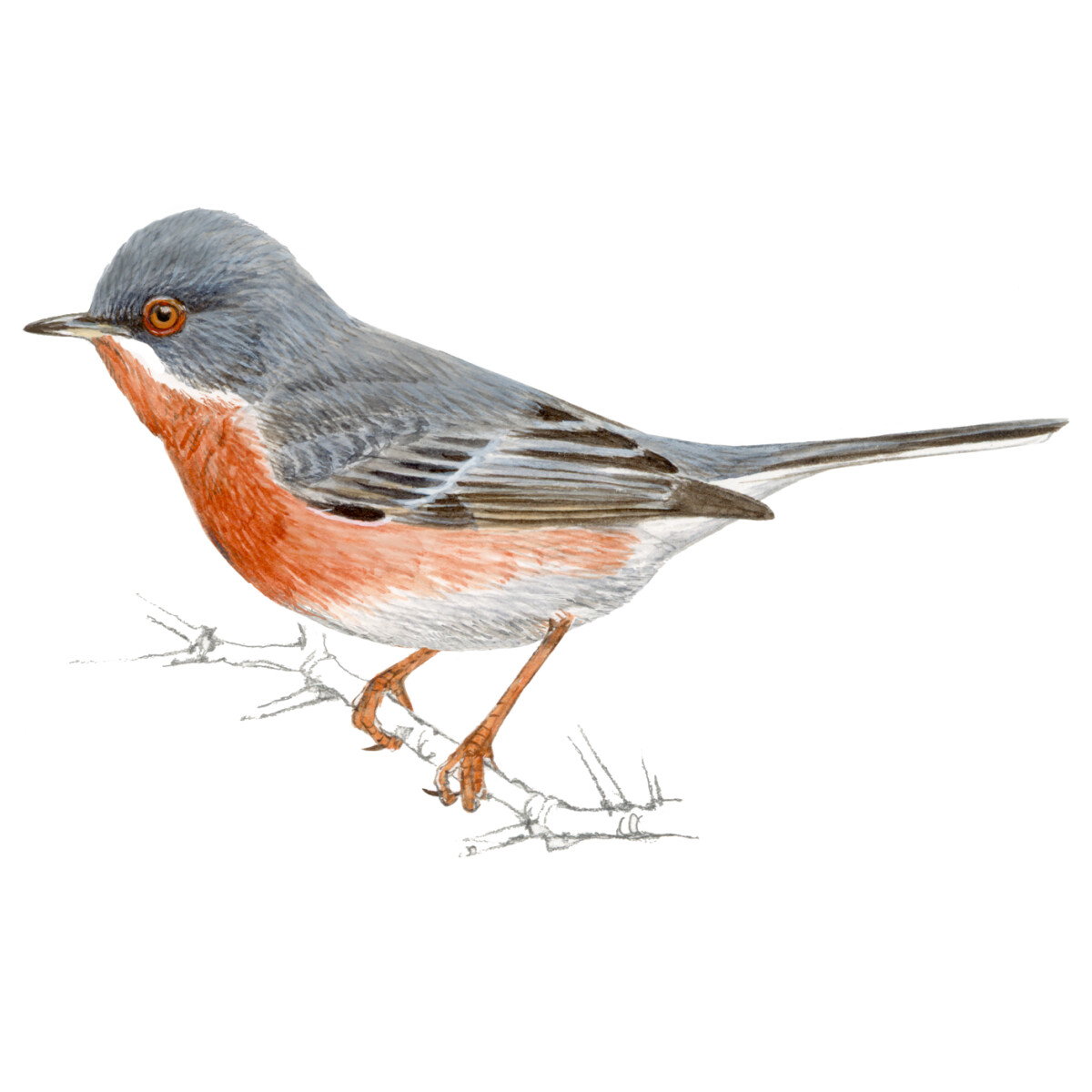 Curruca cantillans - Ilustração