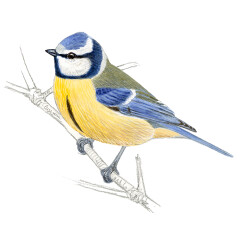 Cyanistes caeruleus - Ilustração