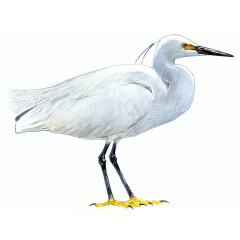 Egretta garzetta - Ilustração