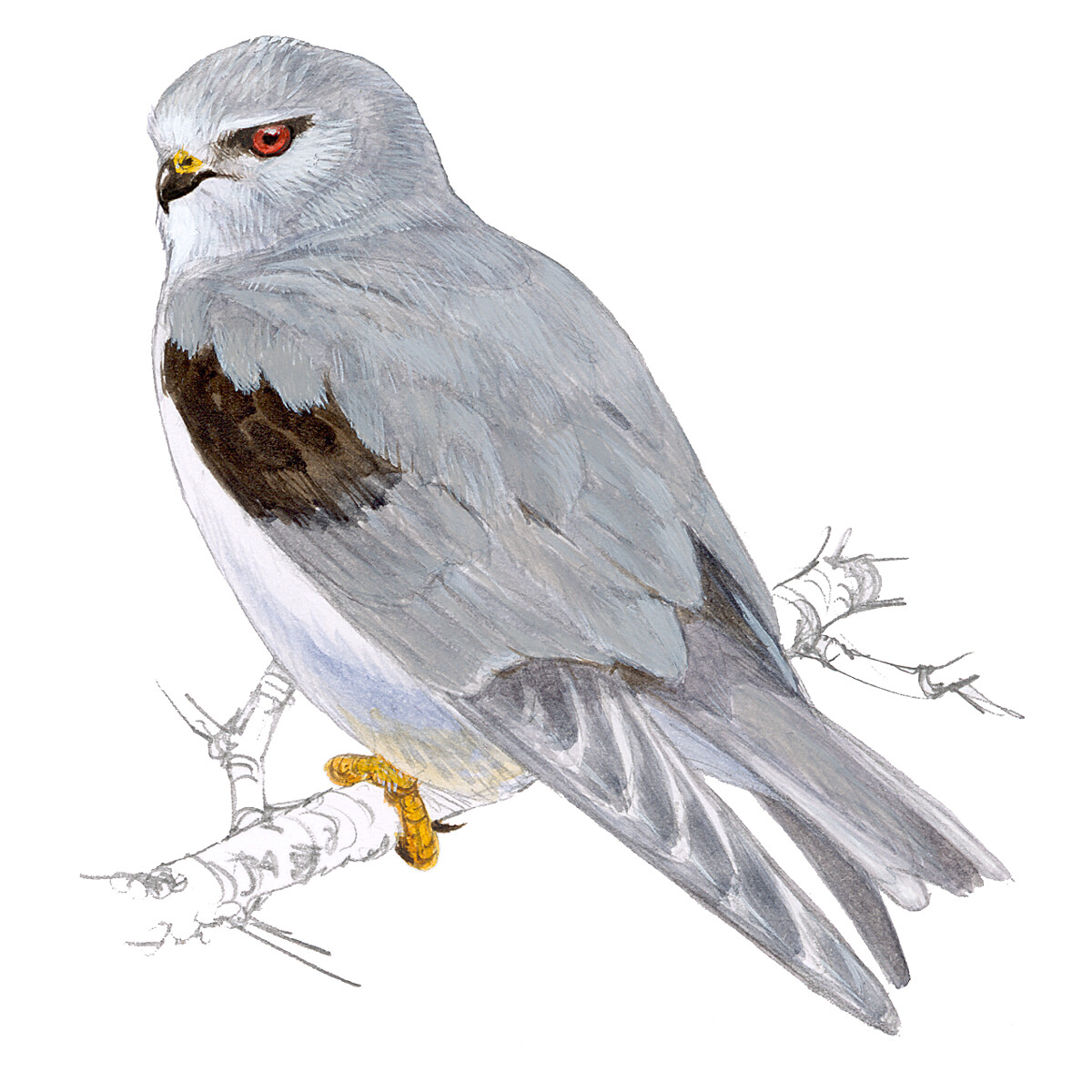 Elanus caeruleus - Ilustração