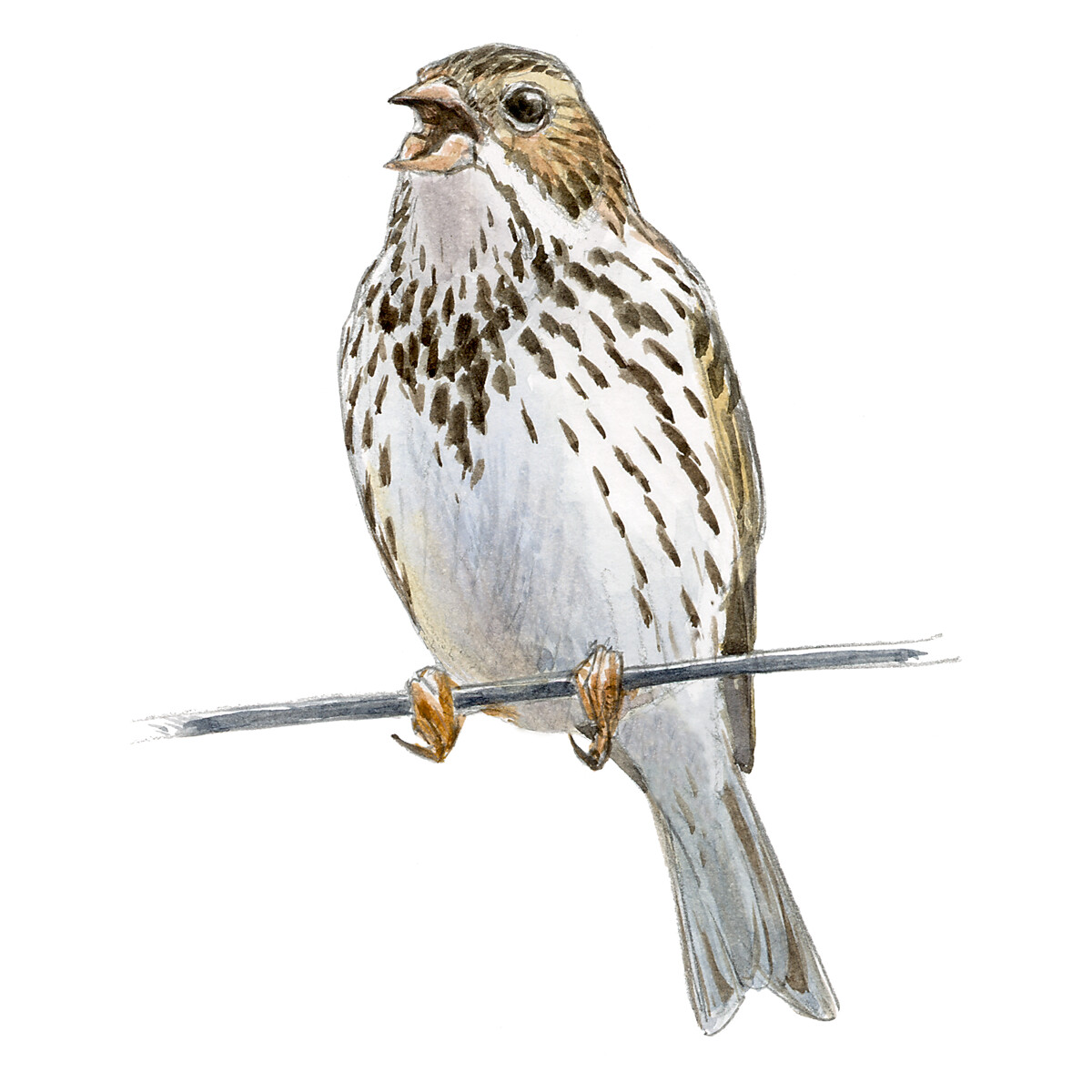 Emberiza calandra - Ilustração
