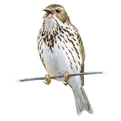 Emberiza calandra - Ilustração