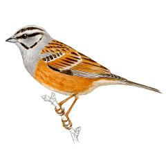 Emberiza cia - Ilustração