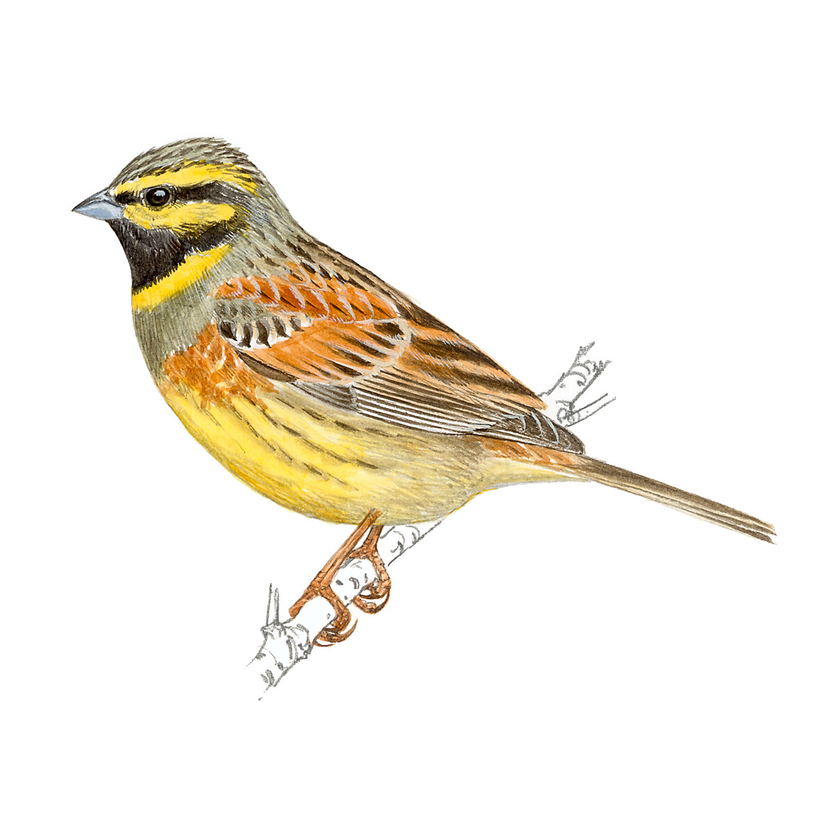 Emberiza cirlus - Ilustração