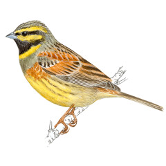 Emberiza cirlus - Ilustração