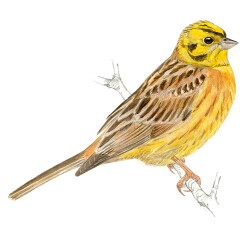 Emberiza citrinella - Ilustração