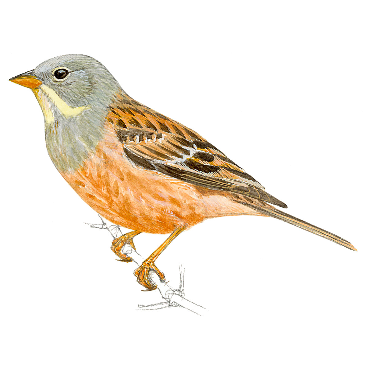 Emberiza hortulana - Ilustração
