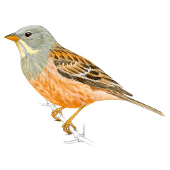 Emberiza hortulana - Ilustração