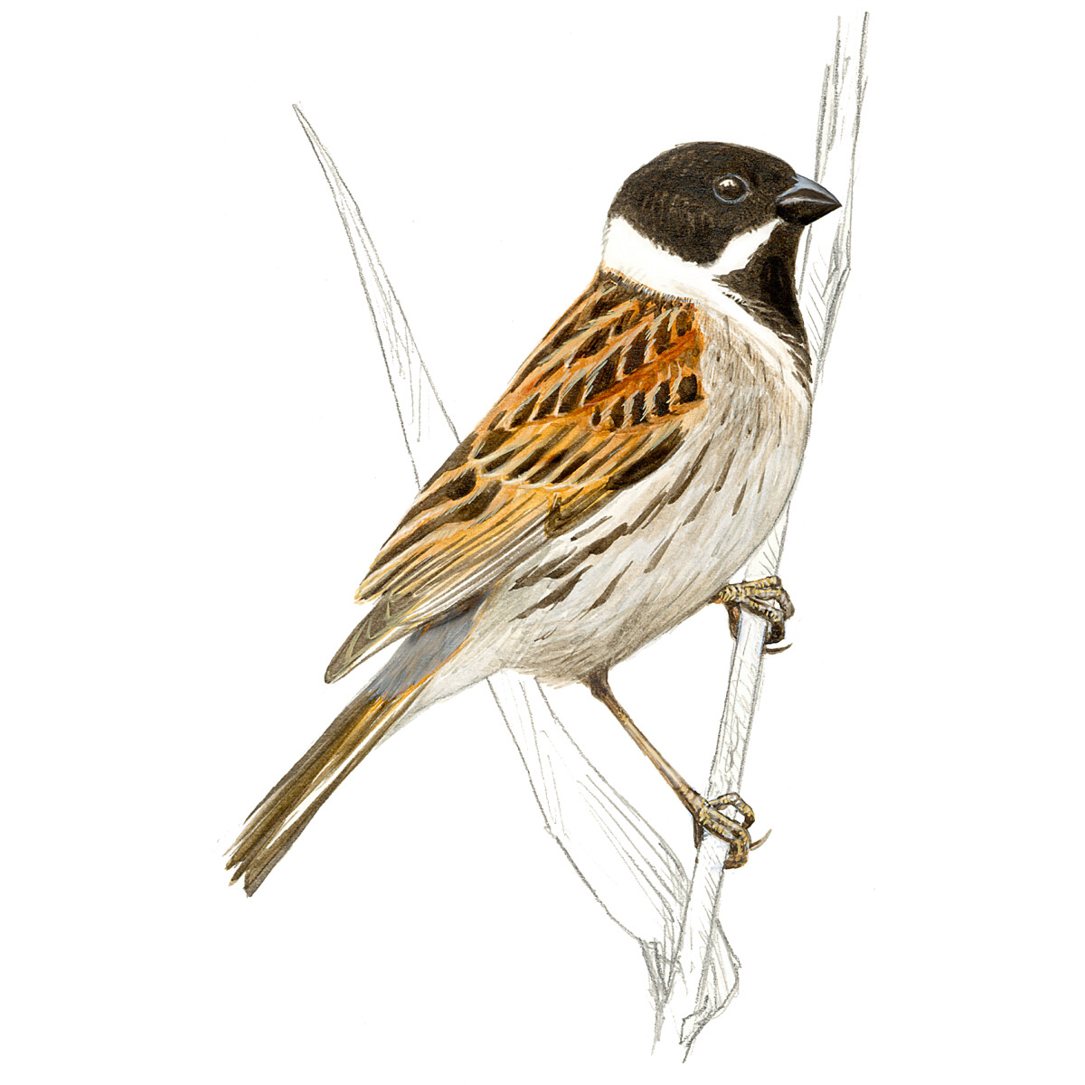 Emberiza schoeniclus - Ilustração