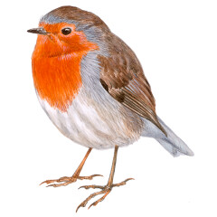 Erithacus rubecula - Ilustração