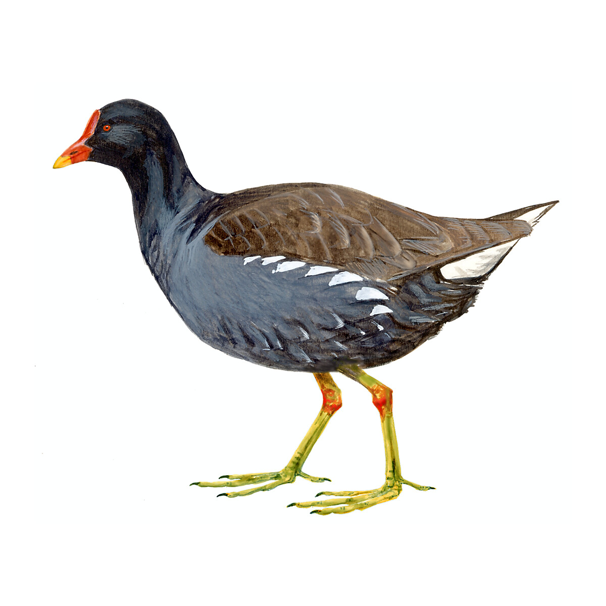 Gallinula chloropus - Ilustração
