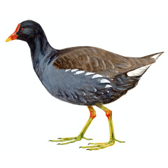 Gallinula chloropus - Ilustração