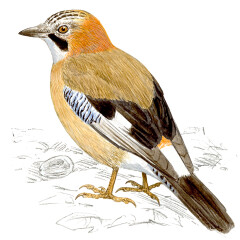 Garrulus glandarius - Ilustração