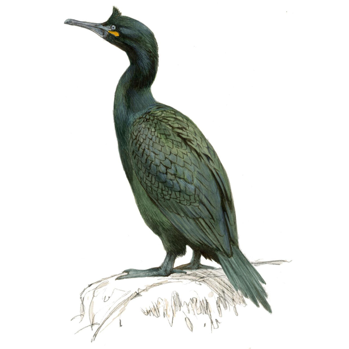 Gulosus aristotelis - Ilustração
